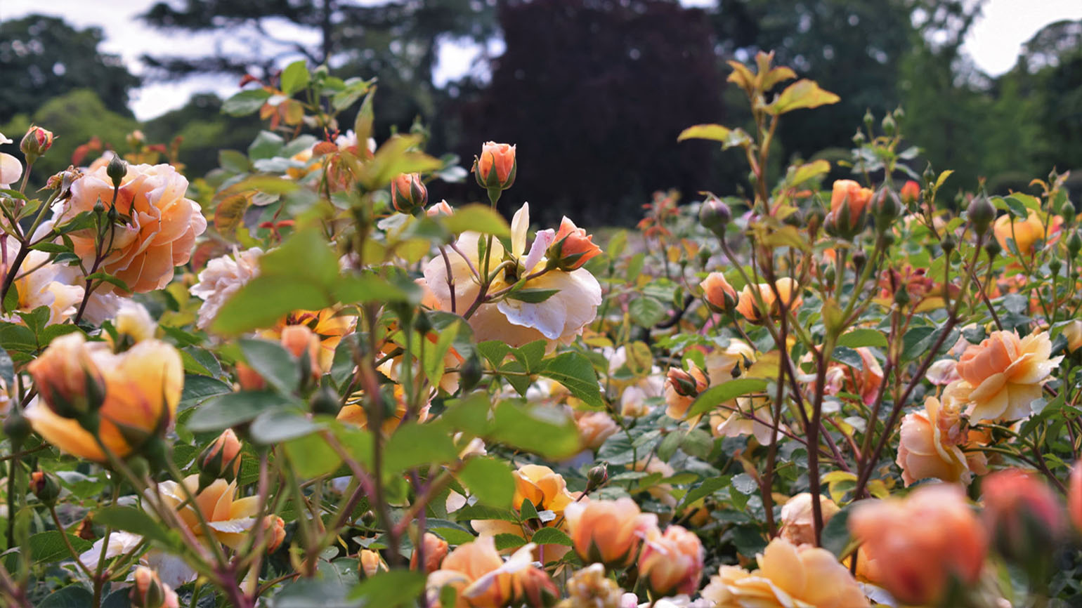 In pictures Kew's Rose Garden in bloom Kew